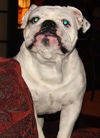 The front right side of a white English Bulldog that is standing behind the arm of a couch and it is looking up.